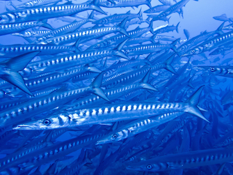 sizilien ferien guide sizilianische inseln unstica meer frischer fisch restaurant 